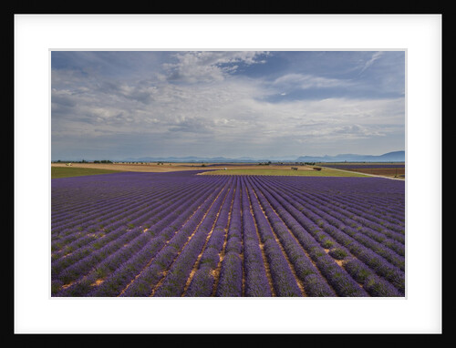 Lavender field around Valensole by Anonymous
