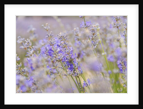 Lavender fields near Sault by Anonymous
