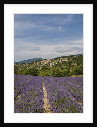 Lavender fields near Aurel by Anonymous