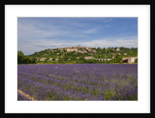 Lavender fields near Sault by Anonymous