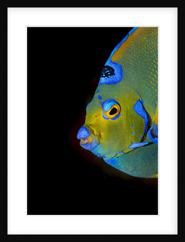 Close-up Queen angelfish. by Anonymous