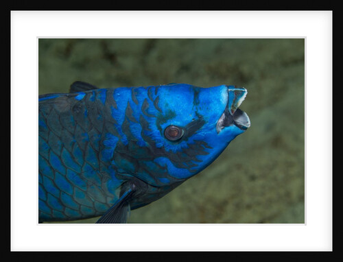 Midnight parrotfish (Scarus coelestinus). by Anonymous