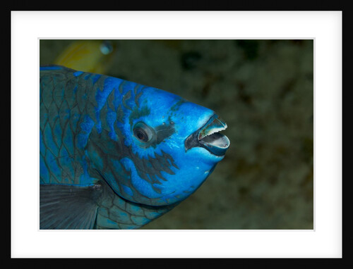 Midnight parrotfish (Scarus coelestinus). by Anonymous