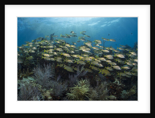 Fish on Coral Reef. by Anonymous