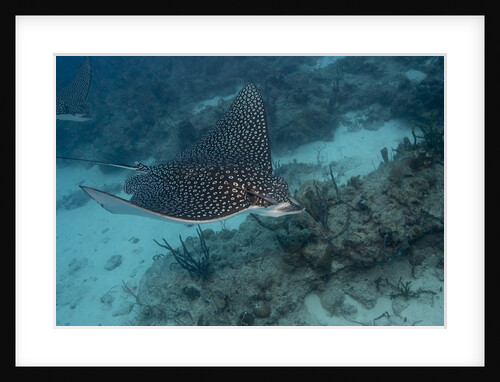 Spotted eagle ray (Aetobatus narinari). by Anonymous
