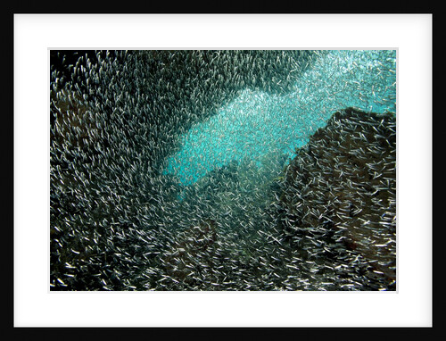 Mass of fish fills the frame. by Anonymous