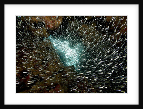 Mass of fish fills the frame. by Anonymous