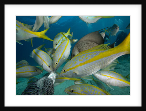 Hand feeding of Saltwater Fish. by Anonymous