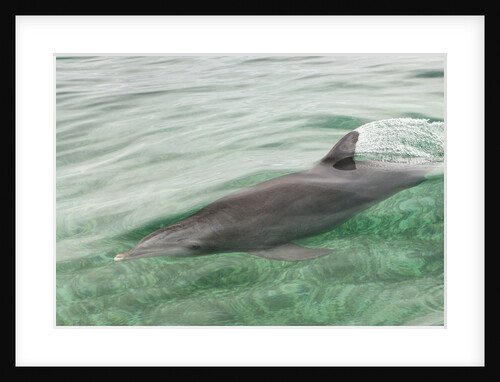 Freedom of a Bottlenose dolphin (Tursiops truncatus). by Anonymous