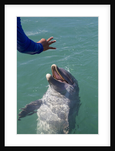 Bottlenose dolphin interacts with Trainer. by Anonymous
