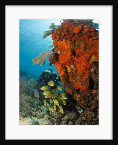 Technical diver on coral reef. by Anonymous