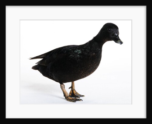 Call Duck by Anonymous