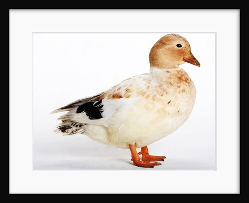 Call Duck by Anonymous