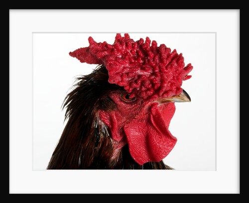 Derbyshire Redcap by Anonymous