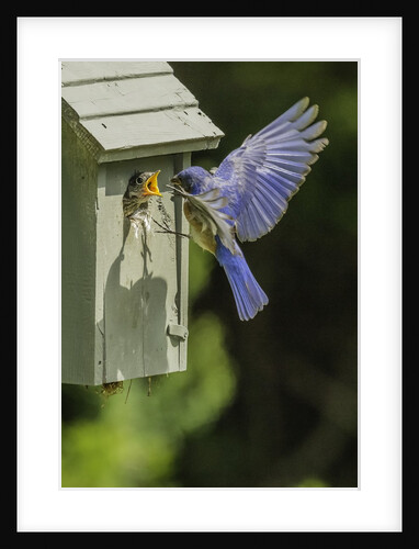 Eastern Bluebird by Anonymous
