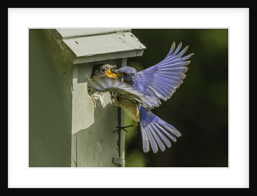 Eastern Bluebird by Anonymous