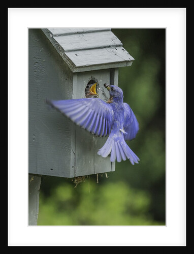 Eastern Bluebird by Anonymous
