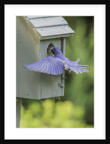 Eastern Bluebird by Anonymous