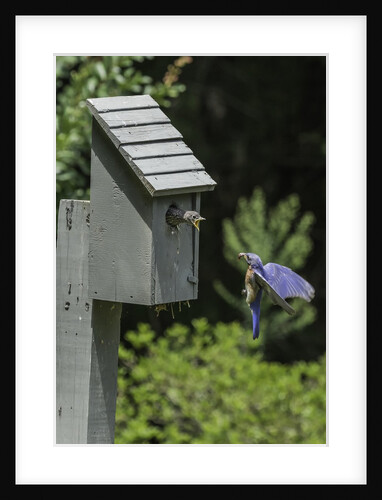 Eastern Bluebird by Anonymous
