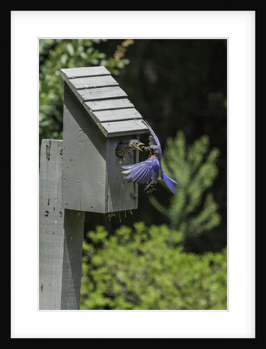 Eastern Bluebird by Anonymous