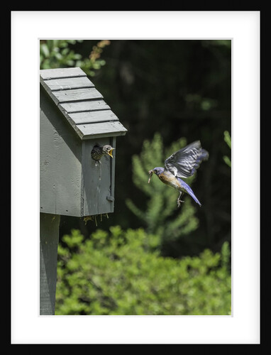 Eastern Bluebird by Anonymous