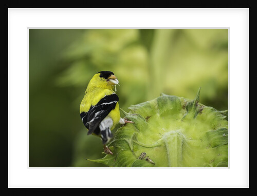 American Goldfinch by Anonymous