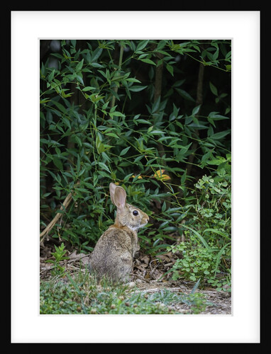 Eastern Cottontail Rabbit by Anonymous
