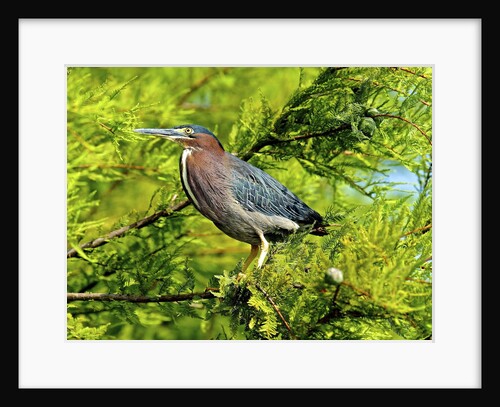Green Heron by Anonymous