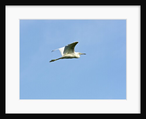 Great Egret by Anonymous