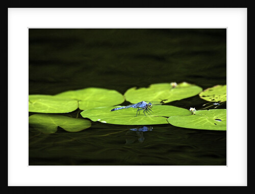 Dragonfly by Anonymous