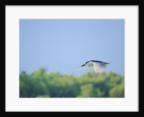 Black-crowned Night Heron by Anonymous