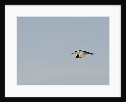 Black-crowned Night Heron by Anonymous