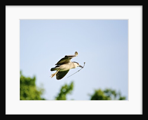 Black-crowned Night Heron by Anonymous