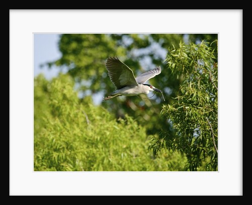 Black-crowned Night Heron by Anonymous