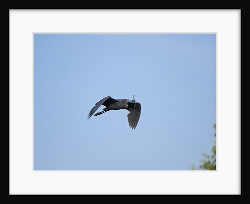 Little Blue Heron by Anonymous