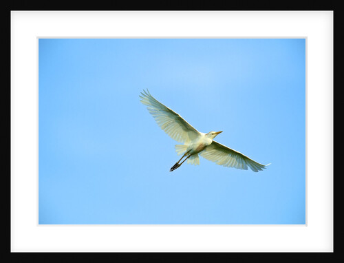 Cattle Egret by Anonymous