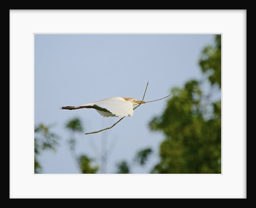 Cattle Egret by Anonymous