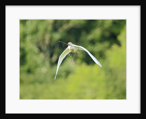 Cattle Egret by Anonymous