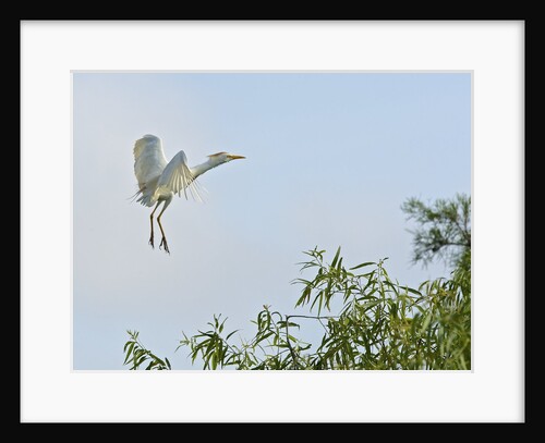 Cattle Egret by Anonymous