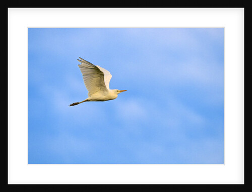 Cattle Egret by Anonymous