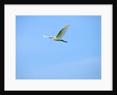 Cattle Egret by Anonymous