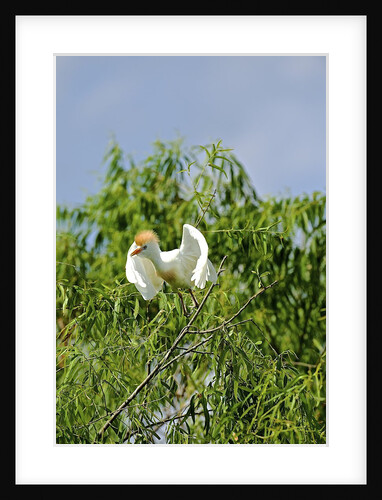 Cattle Egret by Anonymous