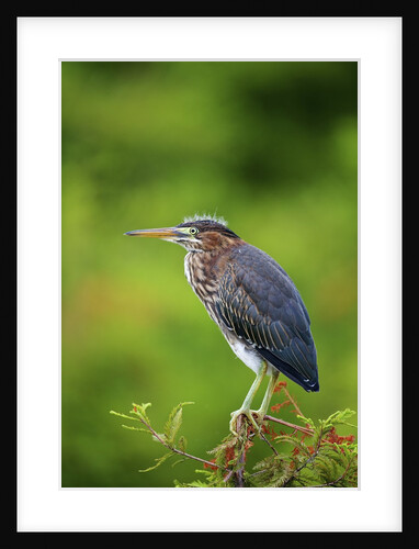 Green Heron by Anonymous