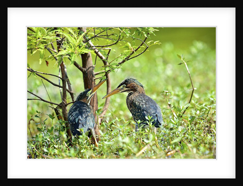 Green Heron by Anonymous