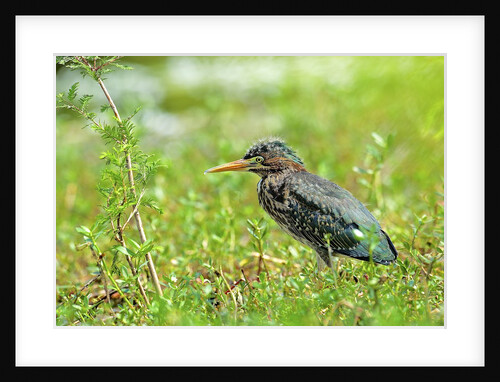 Green Heron by Anonymous