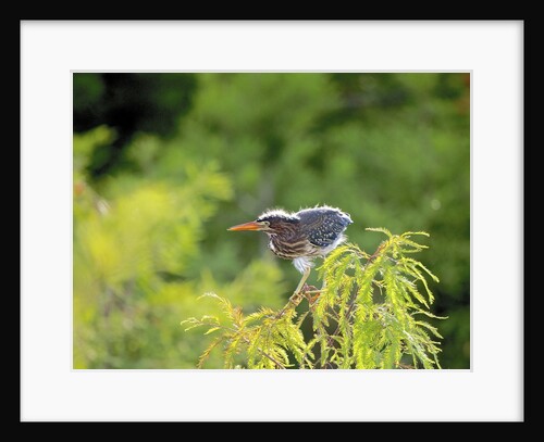 Green Heron by Anonymous