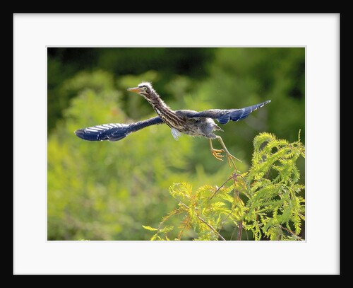 Green Heron by Anonymous