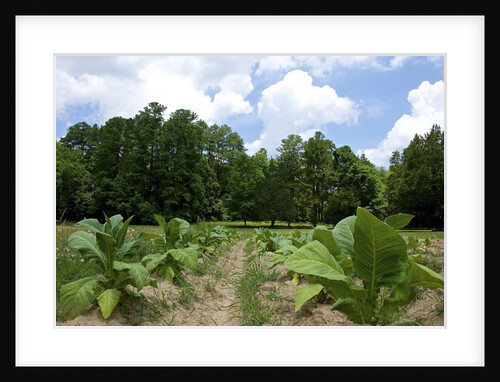 The Duke's of Durham, NC tobacco Historial Site by Anonymous
