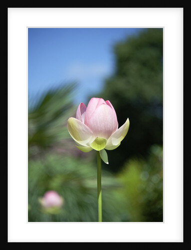 NC State Garden's Raleigh, NC by Anonymous