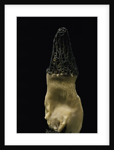 Morchella conica (black morel) by Anonymous